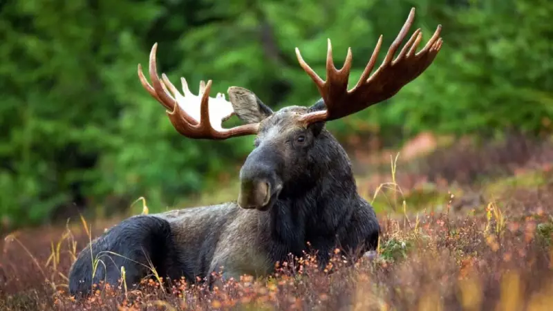 Southern Ontario Men Fined $7,000 for Illegal Moose Kill in Northern Ontario