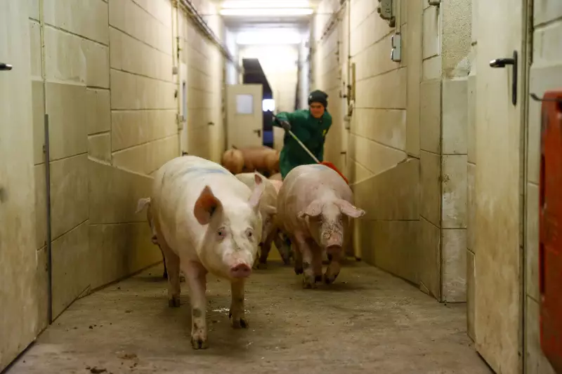 Spain Investigates Five Labs in Swine Fever Outbreak Source Hunt