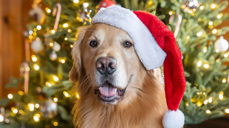 Survey Reveals Canadian Festive Preferences: Christmas Greetings & Holiday Foods