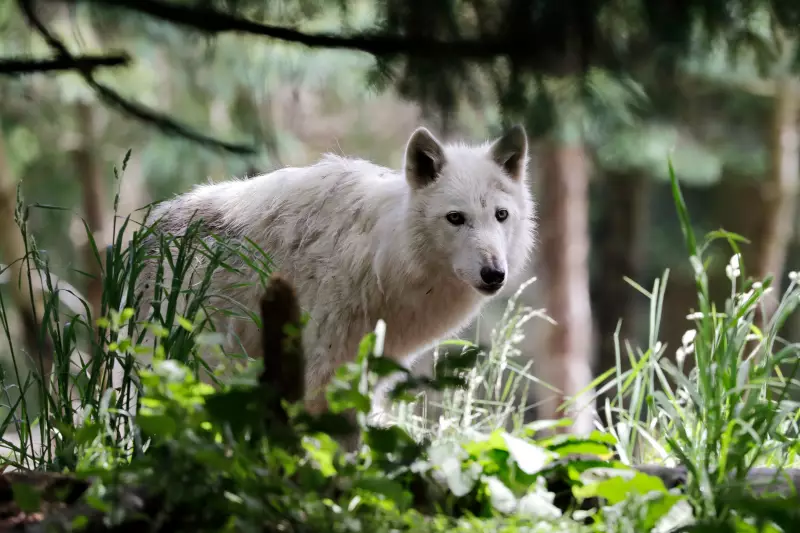 Swedish Court Halts Planned Wolf Cull, A Win for Conservationists