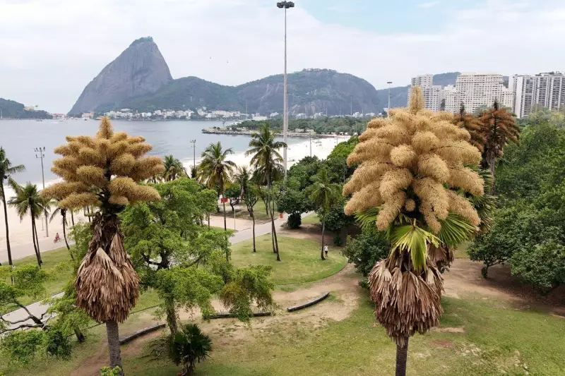 Talipot Palms in Rio Bloom Once After Decades, a Rare Botanical Event