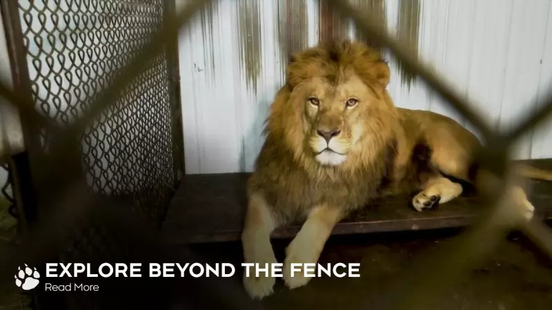 The Hidden Cost of Roadside Zoos: Barrie News Investigates Animal Welfare