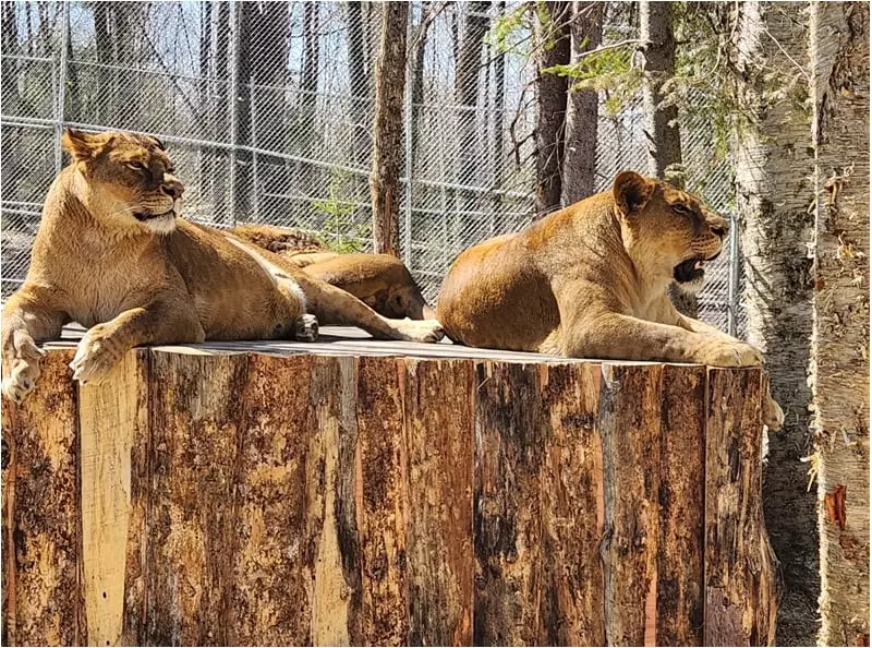 Three Pregnant Lions Fight for Survival Amid Muskoka Roadside Zoo Controversy