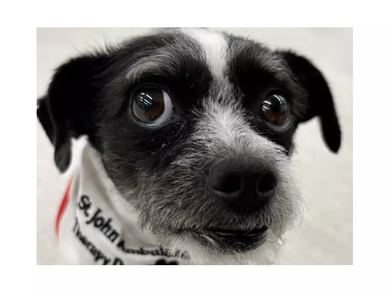 Tilley the Therapy Dog: A Tiny Terrier's Big Impact at Toronto's Variety Village