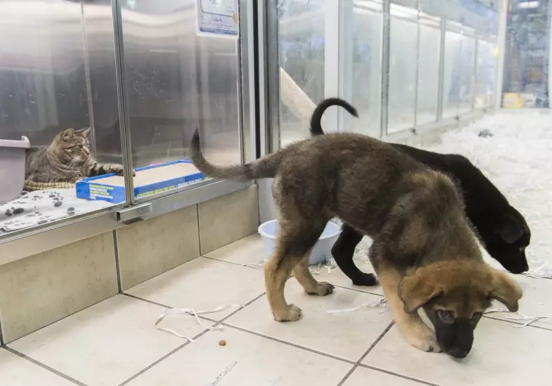 Top Holiday Scams in B.C.: Fake Puppy Listings and Gift Exchanges Target Residents