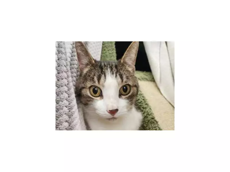 Toronto Humane Society Seeks Forever Home for Bonded Senior Cats Milo and Sky