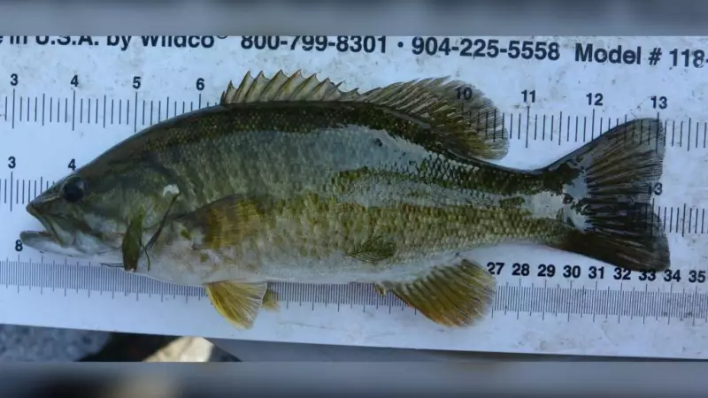 Two U.S. Anglers Fined Over $3,000 for Illegal Bass Fishing in Northern Ontario