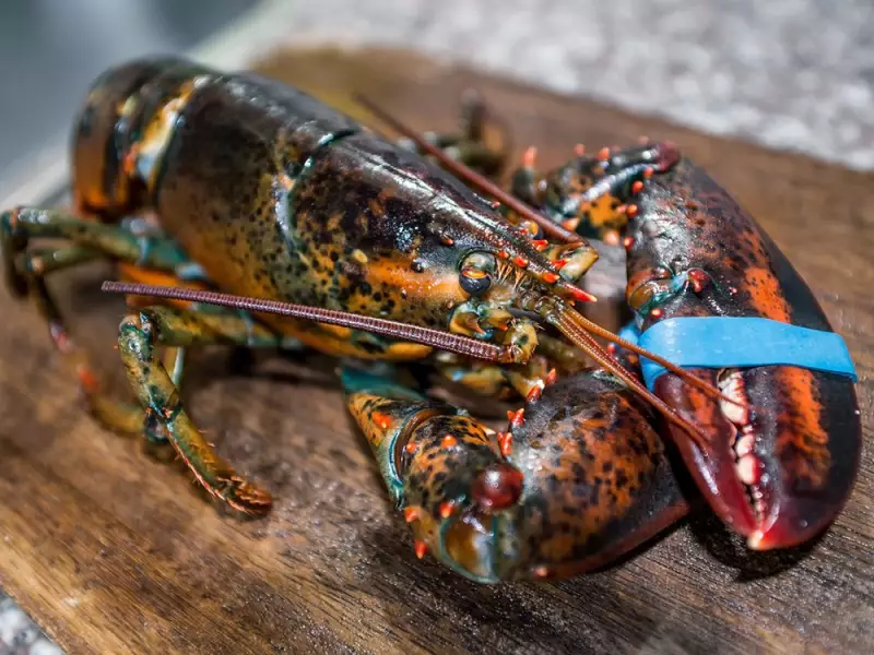 U.K. Bans Boiling Live Lobsters, But Canadian Fisherman Says Canada Won't Follow