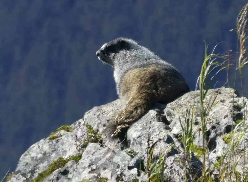 Vancouver Island Marmot Population Reaches 427, Marking Conservation Milestone