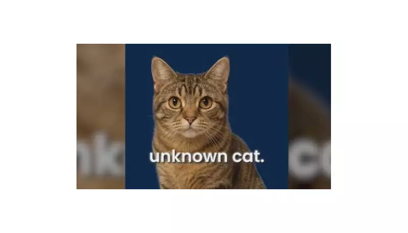 Waterloo Police: Don't Dial 911 for Stray Cats, Use Non-Emergency Lines