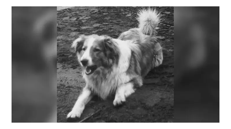 Whitey the Mascot: Fort Garry Horse Regiment Adopts Furry Canine Companion