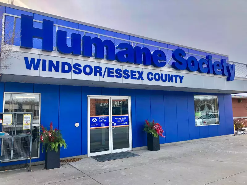 Windsor-Essex Humane Society Launches Fundraiser for Cat Intake Room Renovations