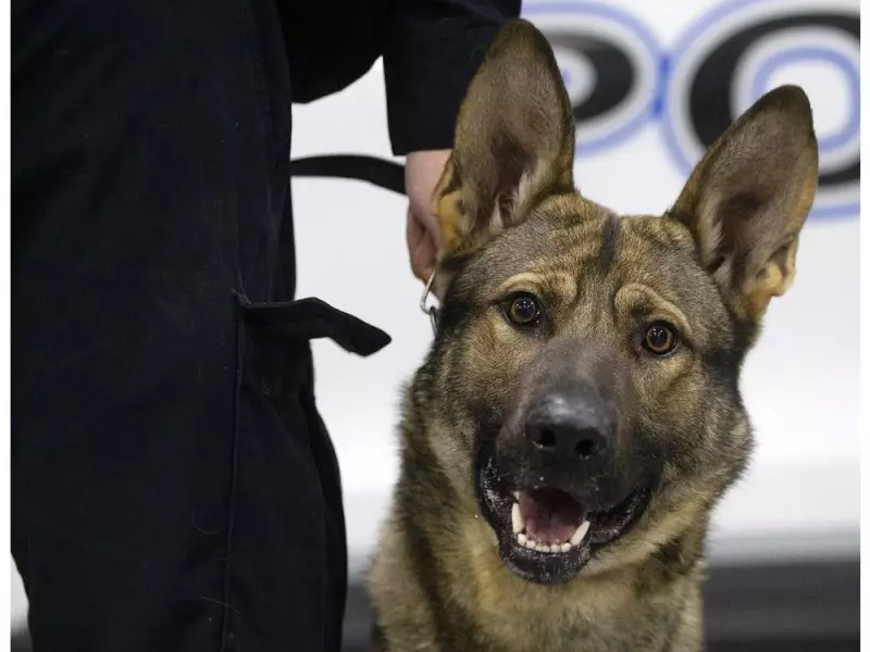 Windsor Police Welcome New K9 Officers Smoke and Shadow, Retire Veteran Coal