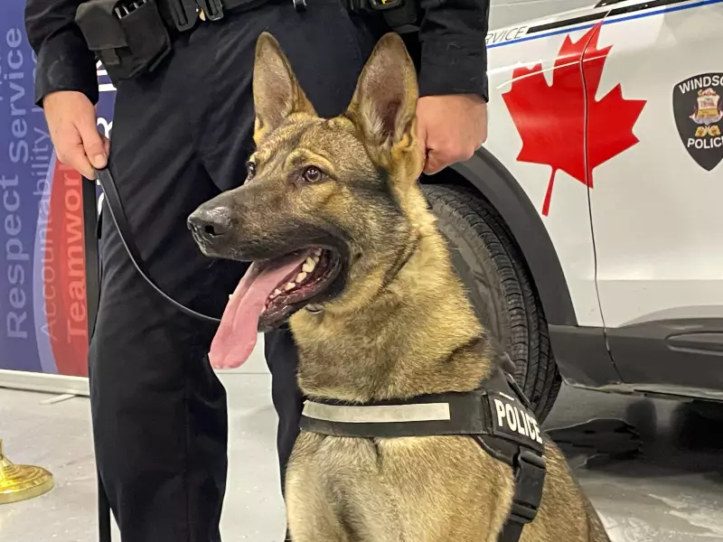 Windsor Police Welcomes Two New K9 Officers in Graduation Ceremony