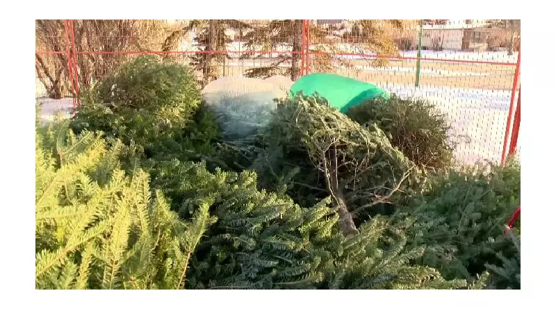 Winnipeg's 'Let's Chip In' Christmas Tree Recycling Starts Dec. 27