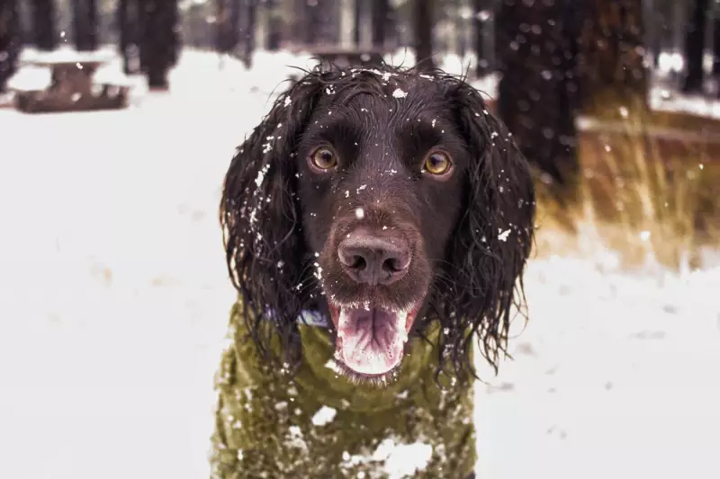 Winter Pet Safety: Expert Tips to Protect Your Animals in Cold Weather