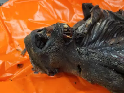 Mummified Monkeys, Infested Beans Seized at Chicago O'Hare from Congo Passenger