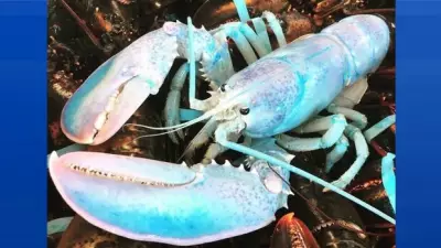 New Hampshire Fisherman Lands Ultra-Rare Blue Lobster in One-in-a-Million Catch