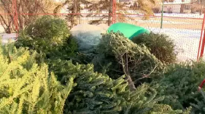 Winnipeg's 'Let's Chip In' Christmas Tree Recycling Starts Dec. 27