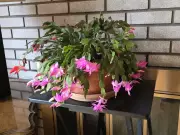 3 Holiday Cacti Types to Brighten Your Canadian Winter