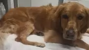 Abandoned Golden Retriever in Okotoks Exposes Crisis in Alberta Animal Rescue