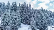 Albertans Can Cut Their Own Christmas Trees for Free on Crown Land