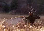 Banff Considers Forest Clearing to Reduce Elk-Train Collisions