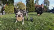 B.C. Dog in Wheelchair Inspires Community of People with Special Needs