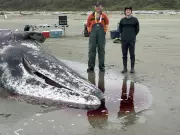 B.C. Whale Coroner's Gruesome Duty: A Humble Service to 'Revered' Animals