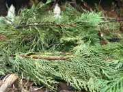 Beyond the Bin: 5 Eco-Friendly Ways to Repurpose Your Christmas Tree in Canada
