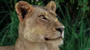 Brazilian Teen Killed After Climbing Into Lion Enclosure at Zoo