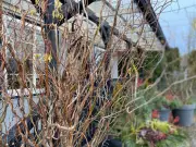 Brian Minter: Hardy Willows Bring Winter Joy to Canadian Gardens