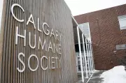 Calgary Man, 41, Charged After Multiple Alleged Animal Abuse Incidents in 2025