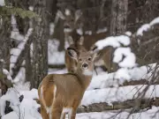 Calm Whitetails in Alberta Foothills: Unusual Deer Behavior After Fresh Snow