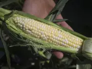 Corn Futures Plunge 1.7% as China Grain Reserve Rumors Rattle Markets