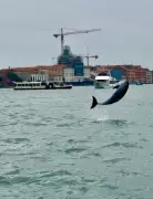 Europe's First Marine Dolphin Sanctuary to Open in Italy in 2025