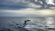 First North Atlantic Right Whale Calf of 2025 Season Spotted Near South Carolina