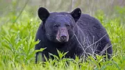 Florida's First Black Bear Hunt in 10 Years Ends Amid Intense Controversy