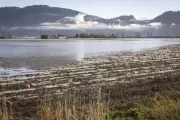 Former Abbotsford Mayor Proposes $1B Pumping Station to Protect Farmland from Nooksack Flooding