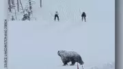 Grizzly Bear 'Split Lip' Interrupts Santa Slalom Races at Lake Louise Ski Run