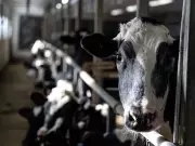 How Canada's Dairy Supply Management System Hampers Trade Deals