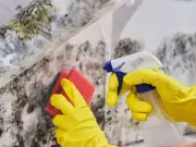 How to Deal with Mould and Mildew: A Complete Guide for Canadian Homeowners