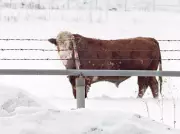 Loose Cow Causes Concern for Barrie-Kawartha Motorists