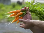 Lost Engagement Ring Found After 50 Years in Alberta Carrot Patch