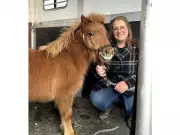 Lost Pony Peanut Finds Forever Home and a Big Brother in Chatham-Kent