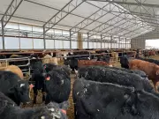 Manitoba's Beef Herd Shrinks as Prices Climb, Farmers Face Tough Choices