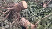 Metro Vancouver Christmas Tree Recycling: Curbside Pickup & Charity Chipping