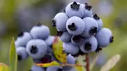 N.B. Launches Financial Aid for Blueberry Growers Impacted by 2025 Wildfires