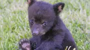 New Black Bear Cub Rehabilitation Centre to Open in Cape Breton