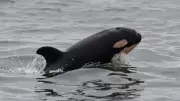 New Southern Resident Orca Calf Spotted with K-Pod off Vancouver Island